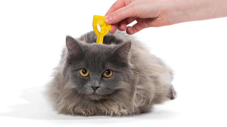 潮濕春季-貓咪寄生蟲大作戰-杜絕貓蝨牛蜱全攻略